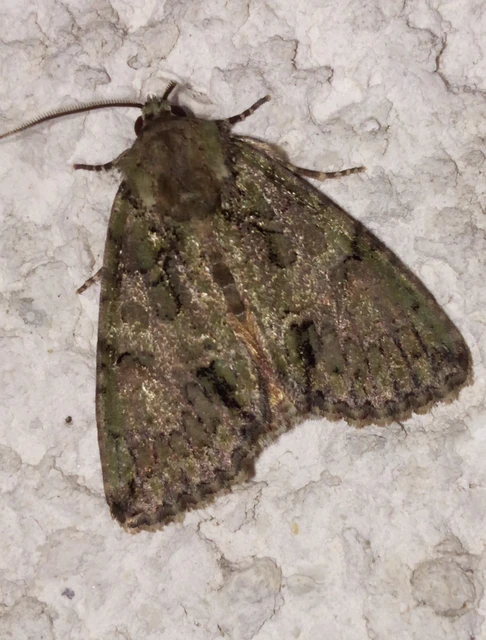 Polyphaenis sericata - selyemfényű erdeibagoly