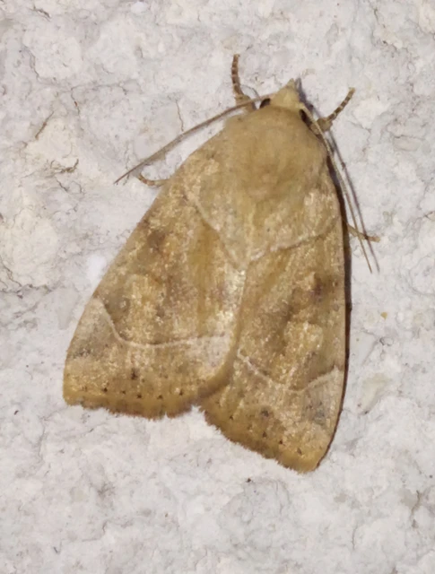 Cosmia trapezina - közönséges lombbagoly