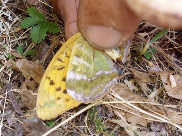 Argynnis paphia - nagy gyöngyházlepke