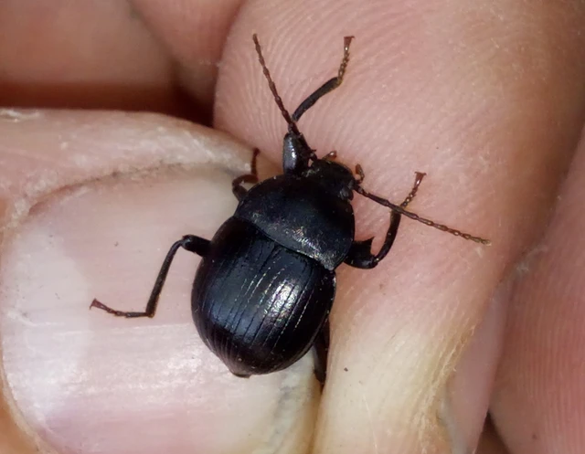 Accanthopus velikensis