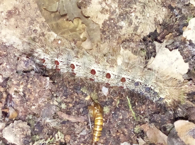 Lymantria dispar - gyapjaslepke