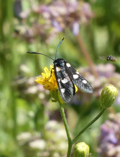 Zygaena ephialtes - változékony csüngőlepke