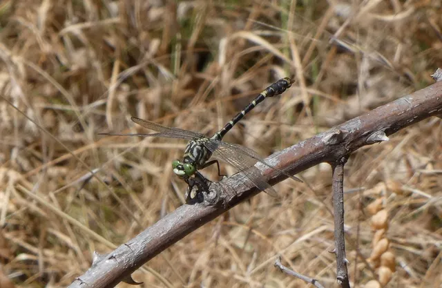 Onychogomphus forcipatus - gyűrűs folyami-szitakötő Onychogomphus forcipatus - gyűrűs folyami-szitakötő