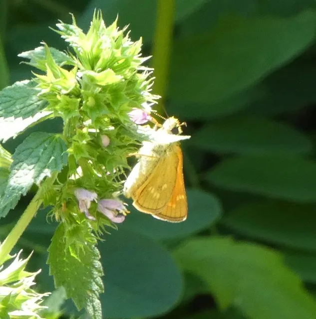 Ochlodes sylvanus - erdei busalepke