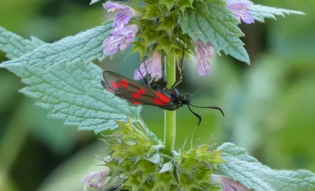 Zygaena filipendulae - acélszínű csüngőlepke