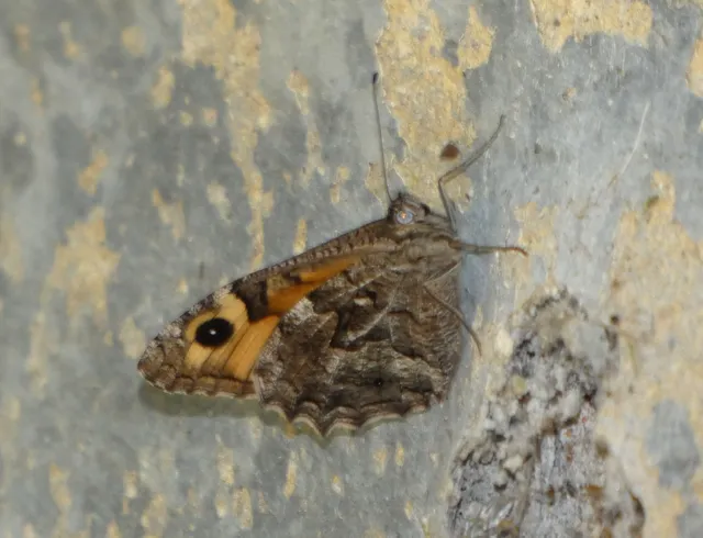 Hipparchia semele - barna szemeslepke