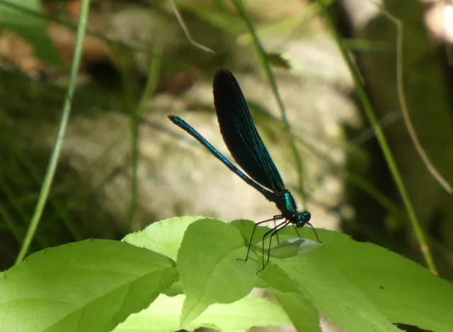 Calopteryx virgo - kisasszony-szitakötő