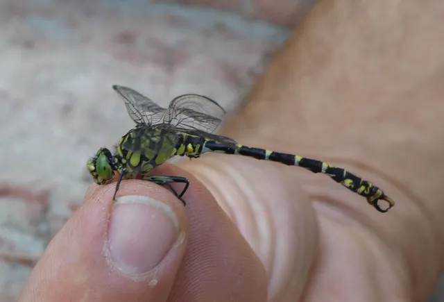 Onychogomphus forcipatus - gyűrűs folyami-szitakötő Onychogomphus forcipatus - gyűrűs folyami-szitakötő