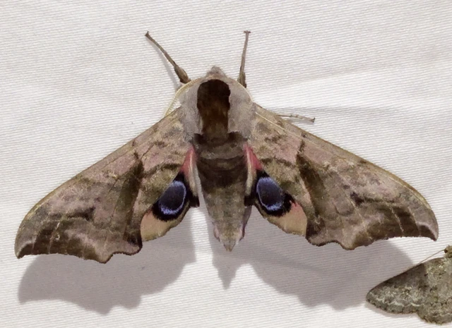 Smerinthus ocellatus - esti pávaszem