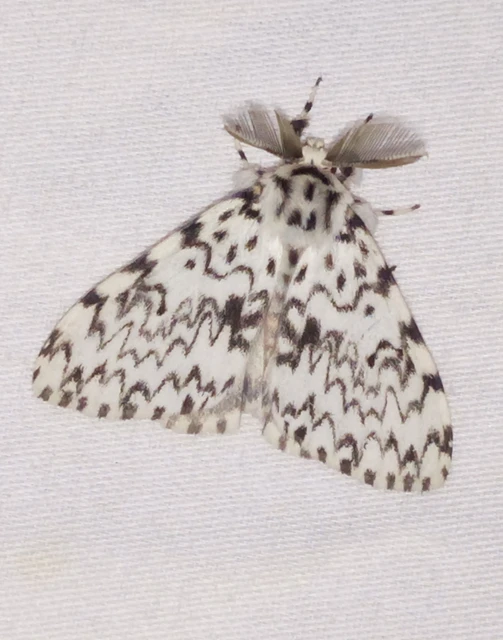Lymantria monacha - apácalepke