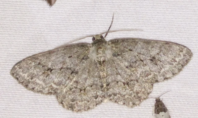 Ectropis crepuscularia - avararaszoló