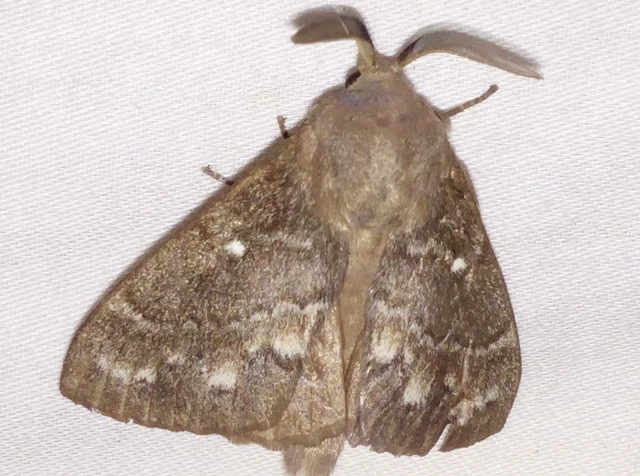 Dendrolimus pini - fenyőpohók