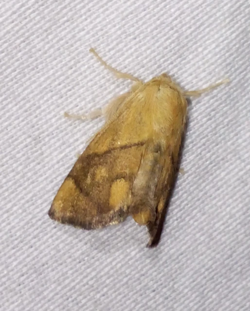 Apoda limacodes - kagylólepke
