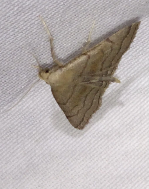 Herminia tarsicrinalis - szőröslábú karcsúbagoly