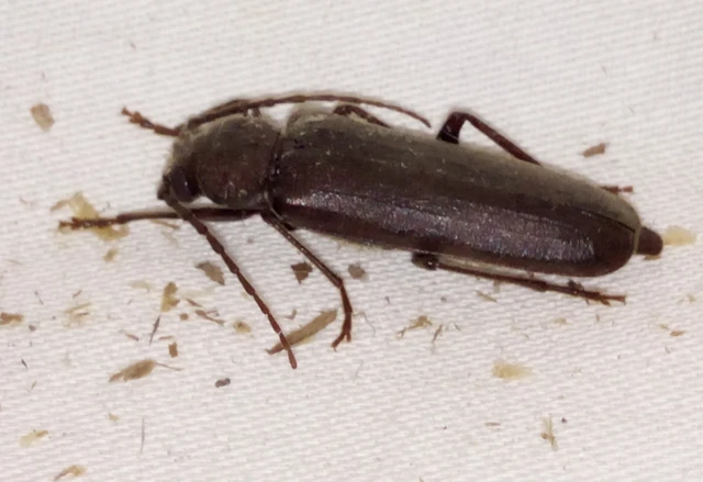 Arhopalus rusticus - gödrösnyakú cincér