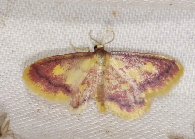 Idaea muricata - mocsári pirosaraszoló