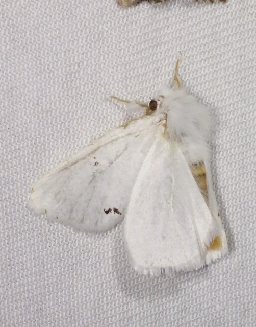 Euproctis chrysorrhoea - aranyfarú szövő