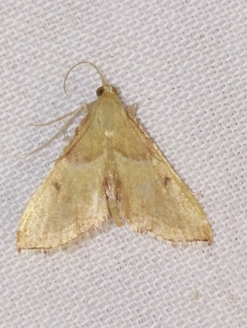 Endotricha flammealis - tüzesszárnyú fényilonca
