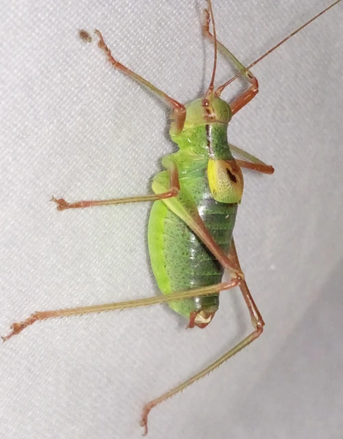 Barbitistes constrictus - északi málnaszöcske