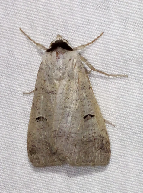 Lygephila craccae - gyakori csüdfűbagoly