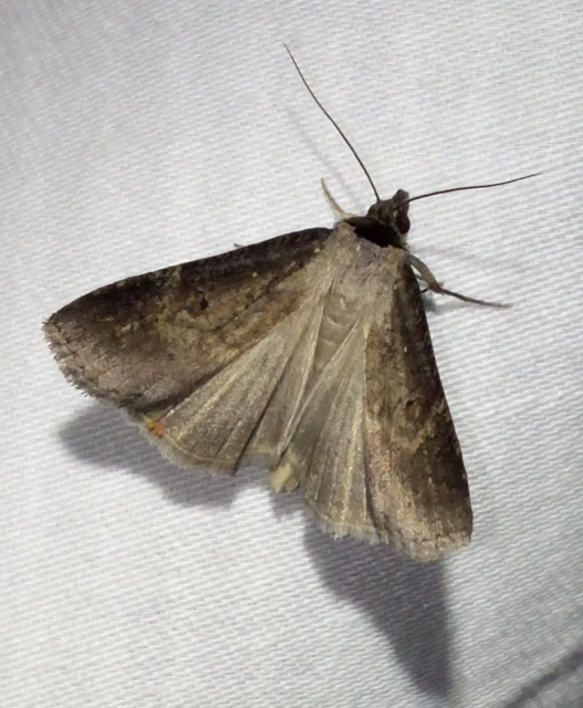 Lygephila procax - fekete csüdfűbagoly
