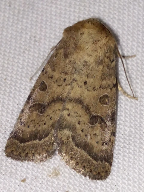 Hoplodrina octogenaria - barna selymesbagoly
