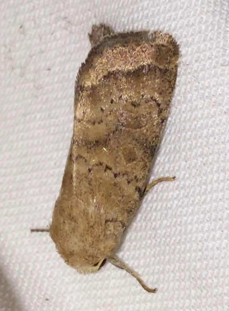 Hoplodrina octogenaria - barna selymesbagoly