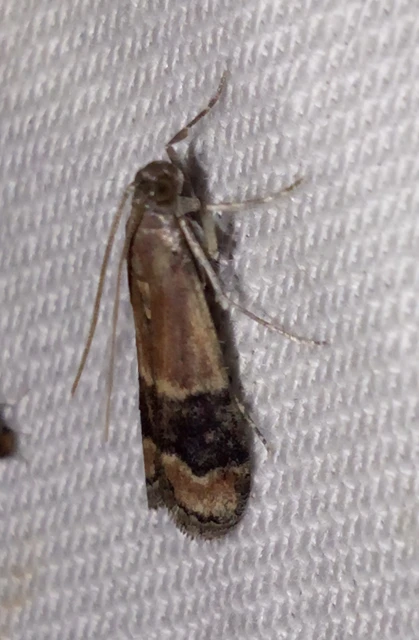 Euzopherodes charlottae - magyar karcsúmoly