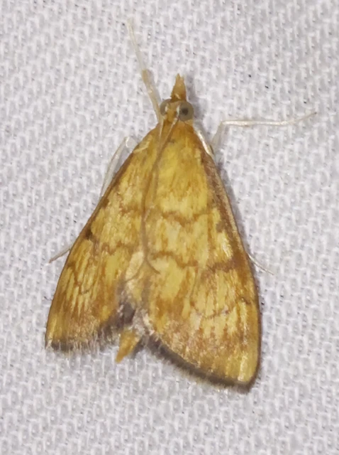 Ecpyrrhorrhoe rubiginalis - rozsdavörös tűzmoly