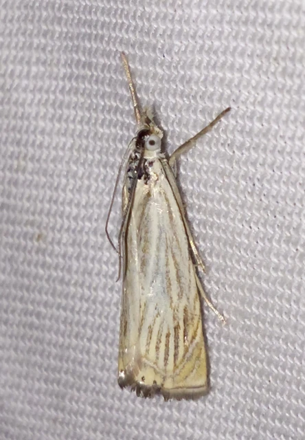 Chrysoteuchia culmella - kerti fűgyökérmoly