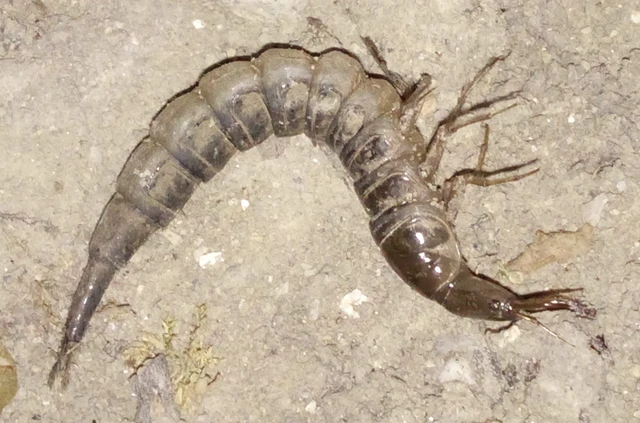 Dytiscidae - csíkbogárfélék