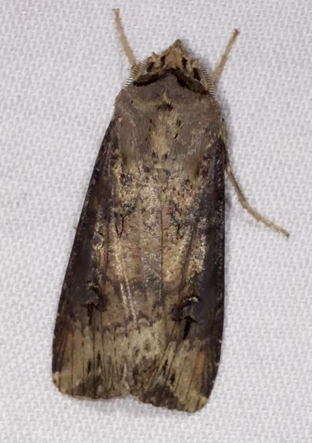 Agrotis ipsilon - nagy földibagoly