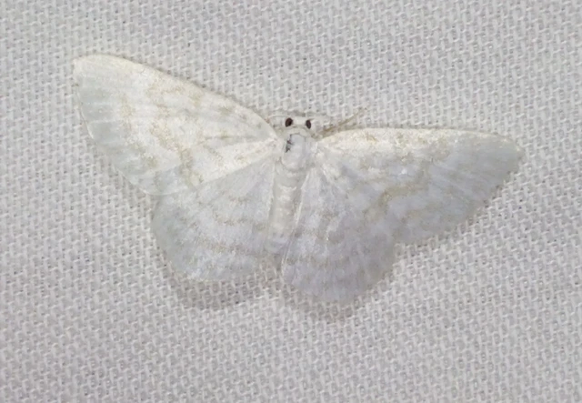 Asthena albulata - gyertyán-fehéraraszoló