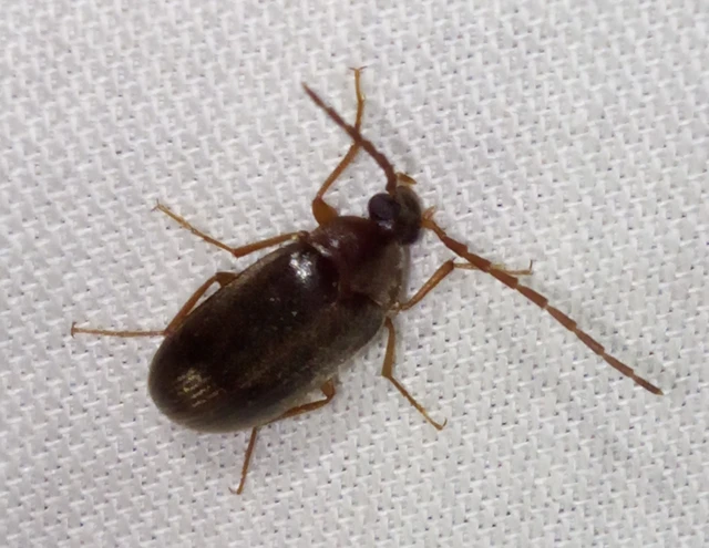 Hymenalia rufipes - rőtlábú alkonybogár