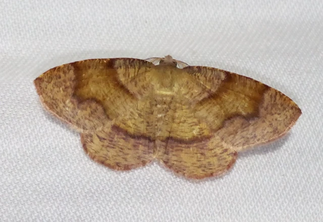 Plagodis pulveraria - szemcsés araszoló