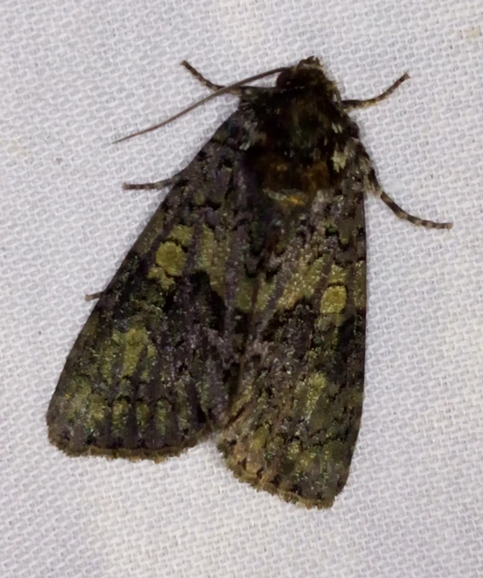 Craniophora ligustri - fagyalbagoly