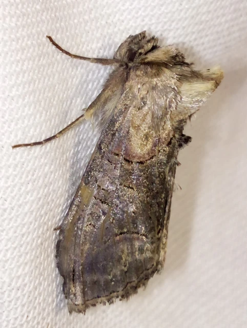 Abrostola triplasia - közönséges csalánbagoly