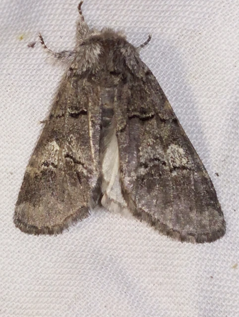 Drymonia querna - tölgyfa-púposszövő