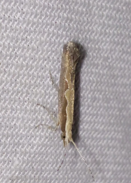 Plutella xylostella - káposztamoly
