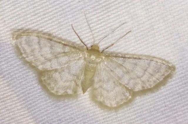 Idaea dilutaria - napvirág-apróaraszoló