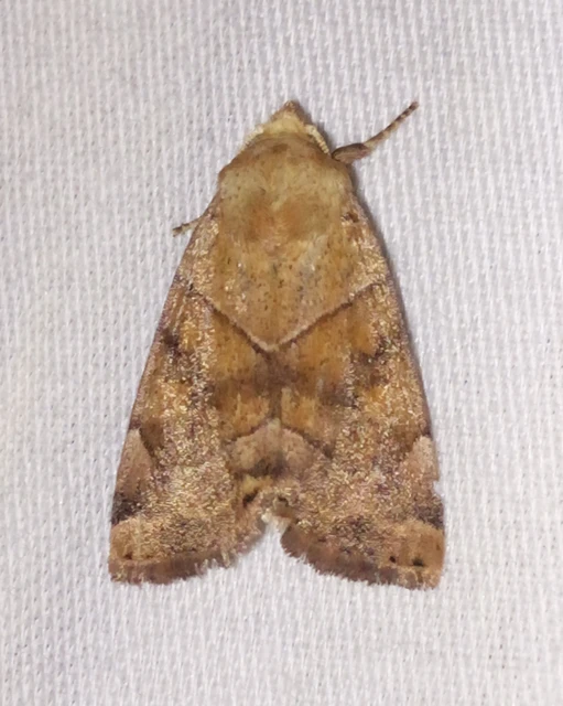 Cosmia trapezina - közönséges lombbagoly