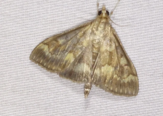 Ostrinia nubilalis - kukoricamoly