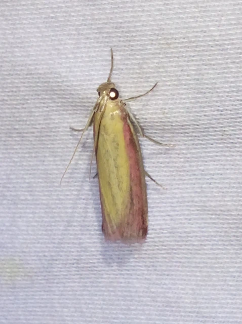 Oncocera semirubella - lucernamoly