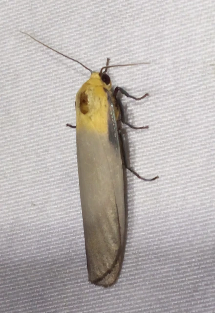 Lithosia quadra - négypettyes zuzmószövő