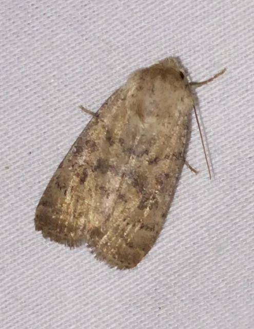 Hoplodrina octogenaria - barna selymesbagoly