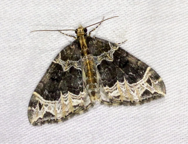 Ecliptopera silaceata - barna tarkaaraszoló