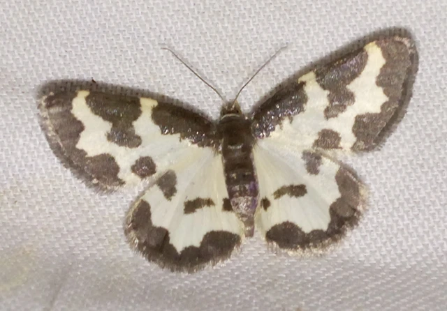 Lomaspilis marginata - szegélyes nyárfaaraszoló