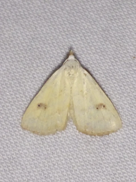 Rivula sericealis - selymes lórombagoly