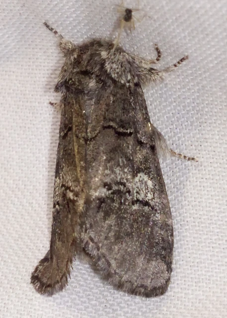 Drymonia querna - tölgyfa-púposszövő