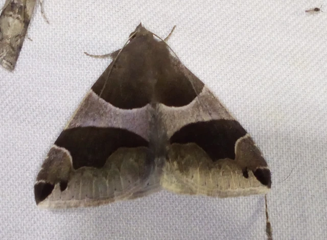 Dysgonia algira - déli porcelánbagoly
